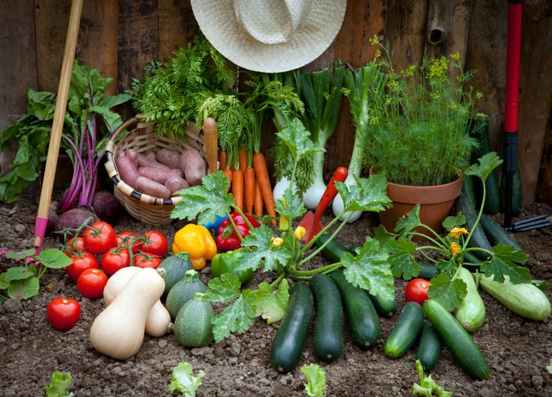 Vegetable Garden